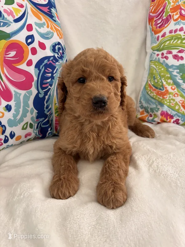 Goldendoodle male #1 – Goldendoodle puppy for sale in Lamar, SC