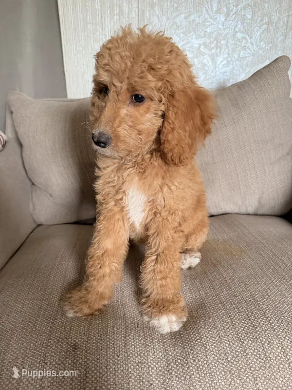 Goldendoodle female – Goldendoodle puppy for sale in Lamar, SC