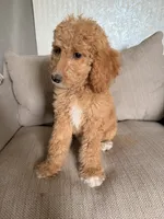 Goldendoodle female, a female Goldendoodle for sale in Lamar, SC – 1 of 5
