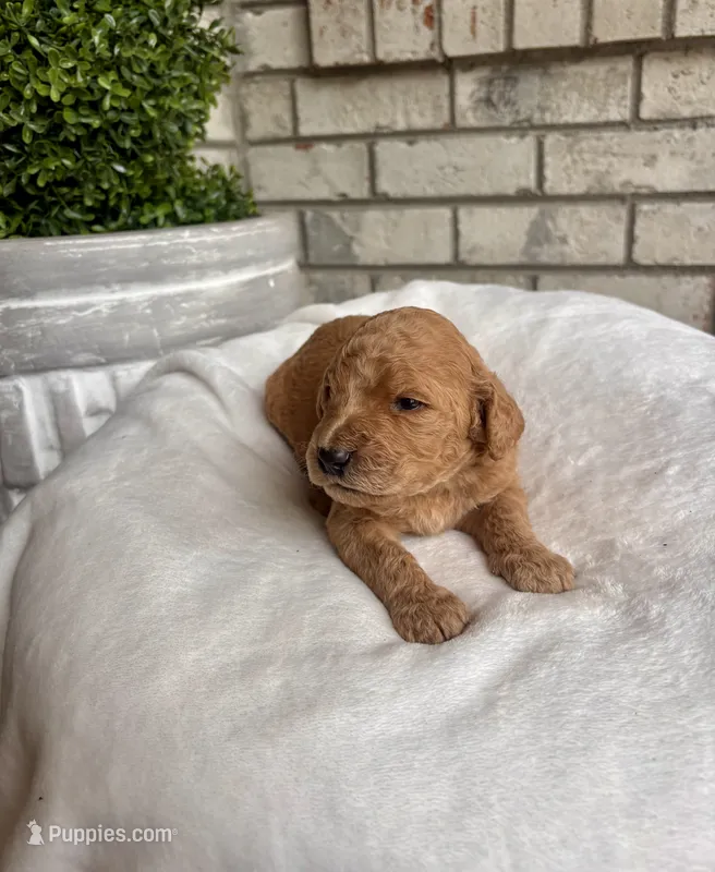 Goldendoodle male #3 – Goldendoodle puppy for sale in Lamar, SC