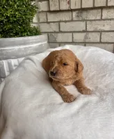 Goldendoodle male #3, a male Goldendoodle for sale in Lamar, SC – 1 of 1