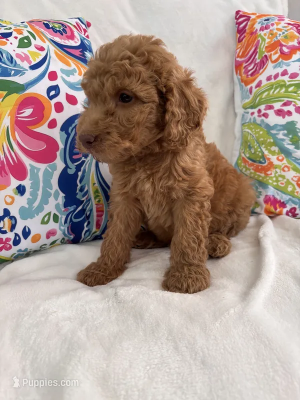 Goldendoodle male #3 – Goldendoodle puppy for sale in Lamar, SC