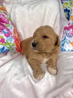 Goldendoodle female, a female Goldendoodle for sale in Lamar, SC – 2 of 2
