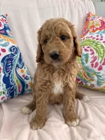 Goldendoodle female, a female Goldendoodle for sale in Lamar, SC – 2 of 5