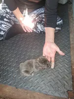 Eden, a female Cane Corso for sale in Winnabow, NC – Photo 3 of 3