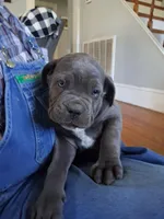 Eden, a female Cane Corso for sale in Winnabow, NC – Photo 1 of 3