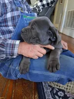 Eden, a female Cane Corso for sale in Winnabow, NC – Photo 2 of 3