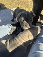Eve, a female Cane Corso for sale in Winnabow, NC – Photo 3 of 4