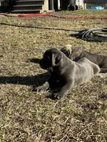 Eve, a female Cane Corso for sale in Winnabow, NC – Photo 4 of 4