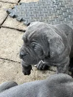 Eve, a female Cane Corso for sale in Winnabow, NC – Photo 1 of 4