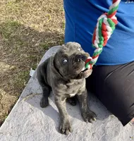 Eve, a female Cane Corso for sale in Winnabow, NC – Photo 2 of 4