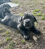 Ezekiel, a male Cane Corso for sale in Winnabow, NC – Photo 3 of 4