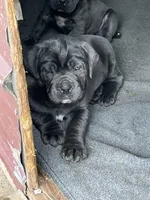 Ezekiel, a male Cane Corso for sale in Winnabow, NC – Photo 2 of 4