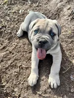 Elijah, a male Cane Corso for sale in Winnabow, NC – Photo 4 of 4