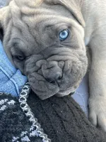 Elijah, a male Cane Corso for sale in Winnabow, NC – Photo 2 of 4