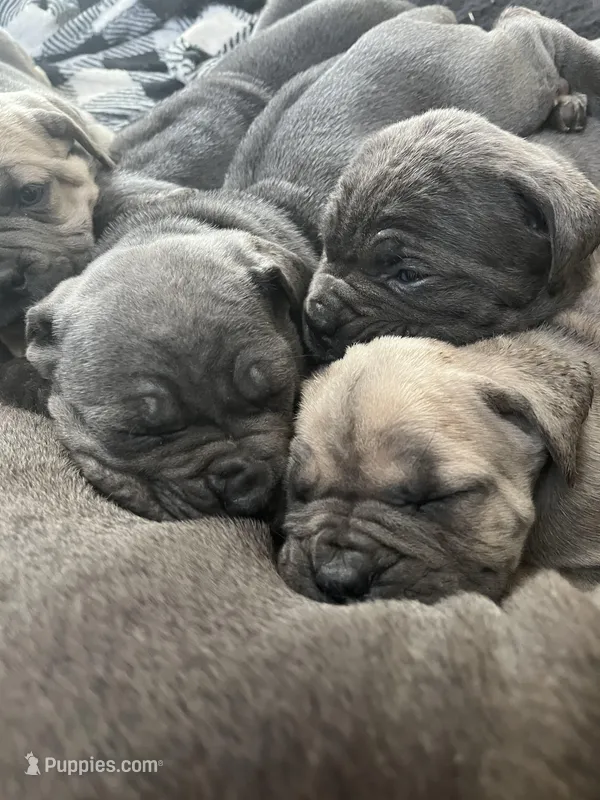 Elijah, a male Cane Corso for sale in Winnabow, NC – Photo 1 of 4