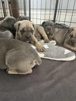 Elijah, a male Cane Corso for sale in Winnabow, NC – Photo 3 of 4
