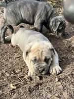 Ezra, a male Cane Corso for sale in Winnabow, NC – Photo 2 of 2