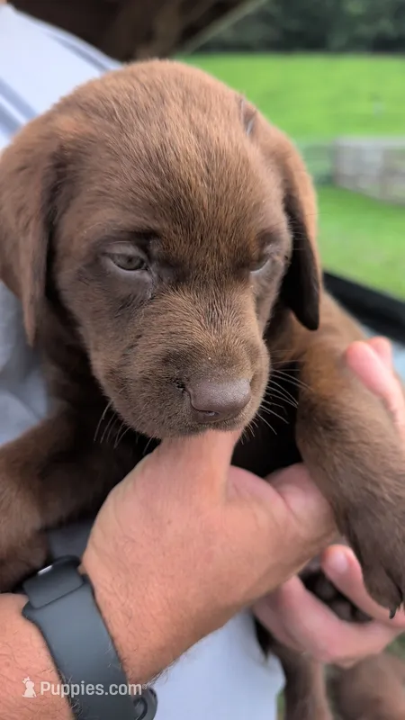 Red collar – Labrador Retriever puppy for sale in Pearisburg, VA