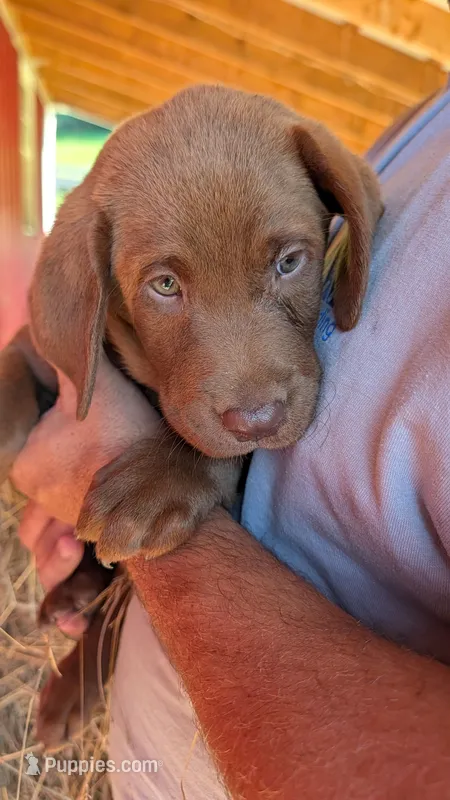 Orange collar – Labrador Retriever puppy for sale in Pearisburg, VA