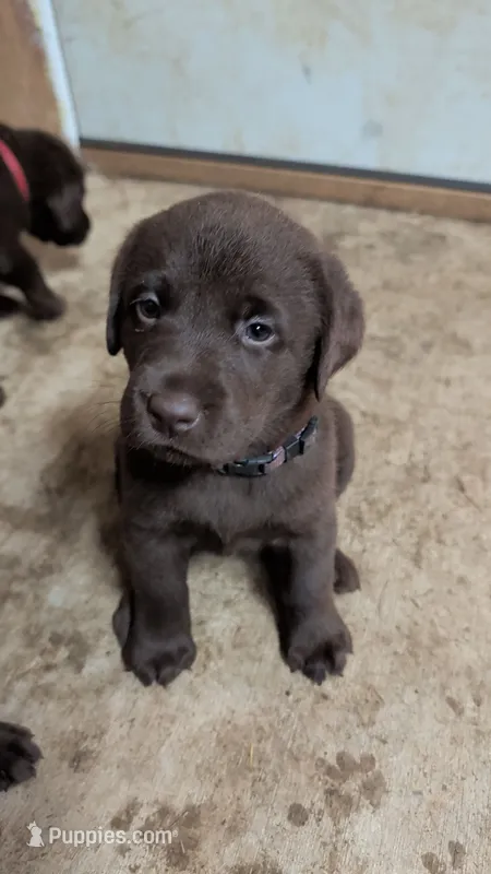 Purple collar – Labrador Retriever puppy for sale in Pearisburg, VA