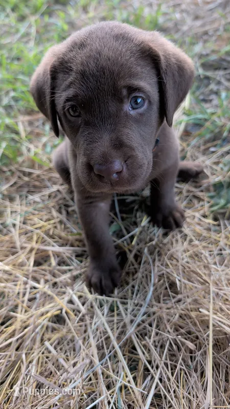 Orange collar – Labrador Retriever puppy for sale in Pearisburg, VA