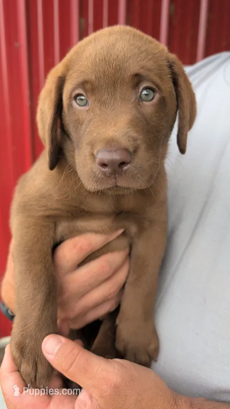 Orange collar – Labrador Retriever puppy for sale in Pearisburg, VA