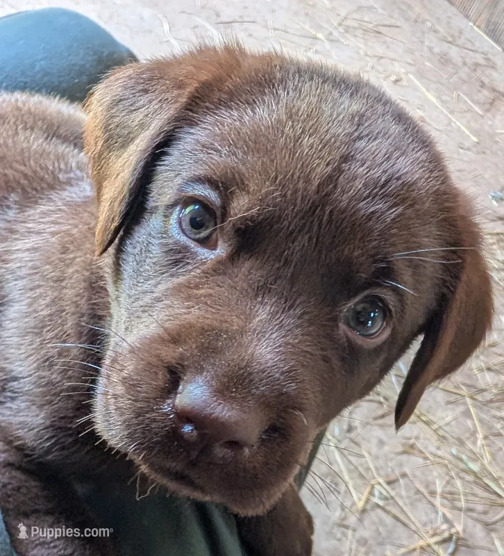 Black collar – Labrador Retriever puppy for sale in Pearisburg, VA