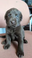 Purple collar, a female Labrador Retriever for sale in Pearisburg, VA – 2 of 2
