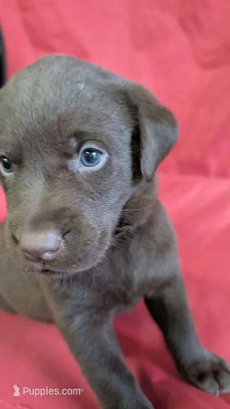 Dark blue collar – Labrador Retriever puppy for sale in Pearisburg, VA