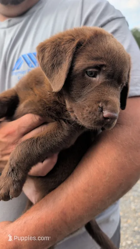 Dark blue collar – Labrador Retriever puppy for sale in Pearisburg, VA