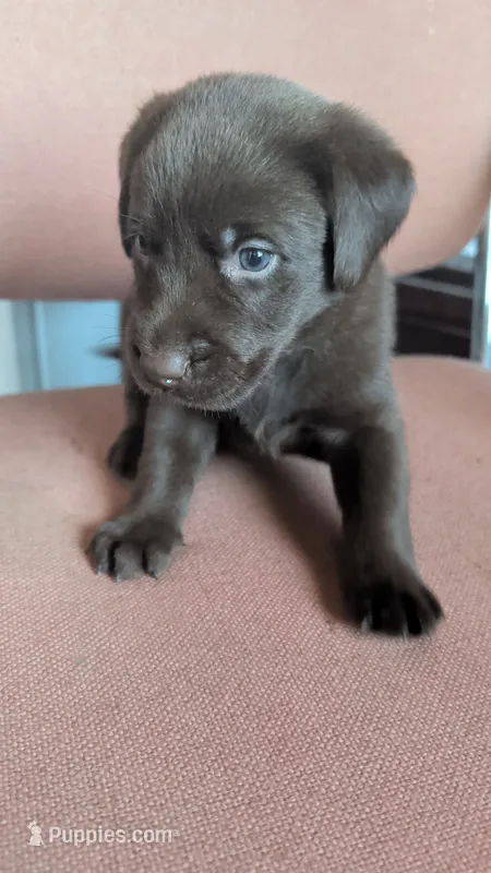 Black collar – Labrador Retriever puppy for sale in Pearisburg, VA