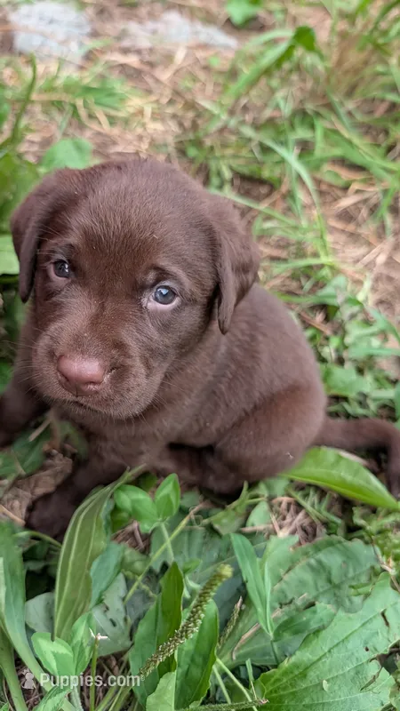Green collar – Labrador Retriever puppy for sale in Pearisburg, VA