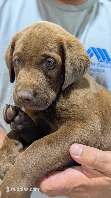 Dark blue collar – Labrador Retriever puppy for sale in Pearisburg, VA