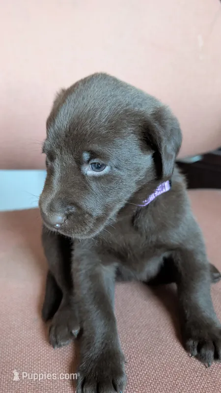Purple collar – Labrador Retriever puppy for sale in Pearisburg, VA