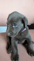 Purple collar, a female Labrador Retriever for sale in Pearisburg, VA – 1 of 2