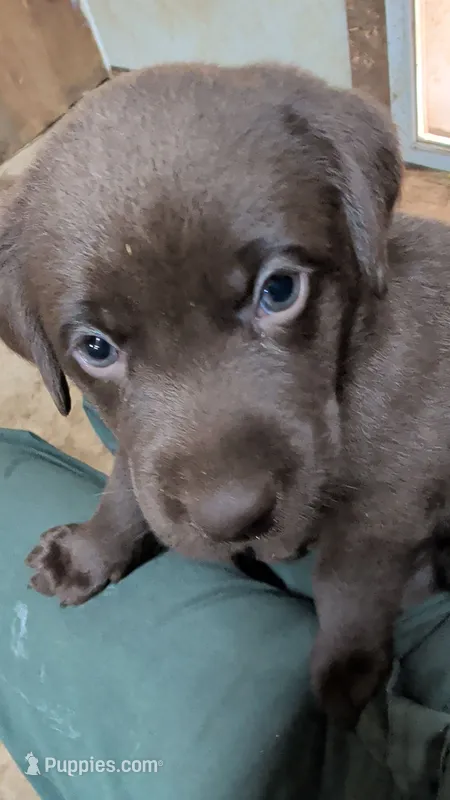 Black collar – Labrador Retriever puppy for sale in Pearisburg, VA