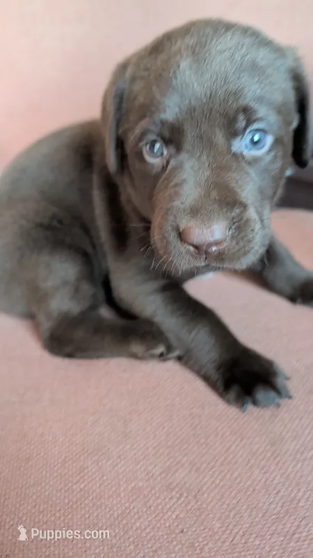 Lime green collar – Labrador Retriever puppy for sale in Pearisburg, VA