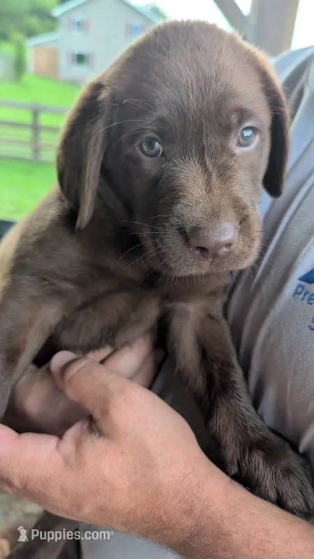 Green collar – Labrador Retriever puppy for sale in Pearisburg, VA