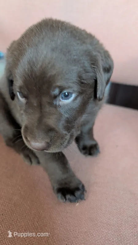 Green collar – Labrador Retriever puppy for sale in Pearisburg, VA