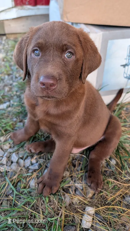 Green collar – Labrador Retriever puppy for sale in Pearisburg, VA