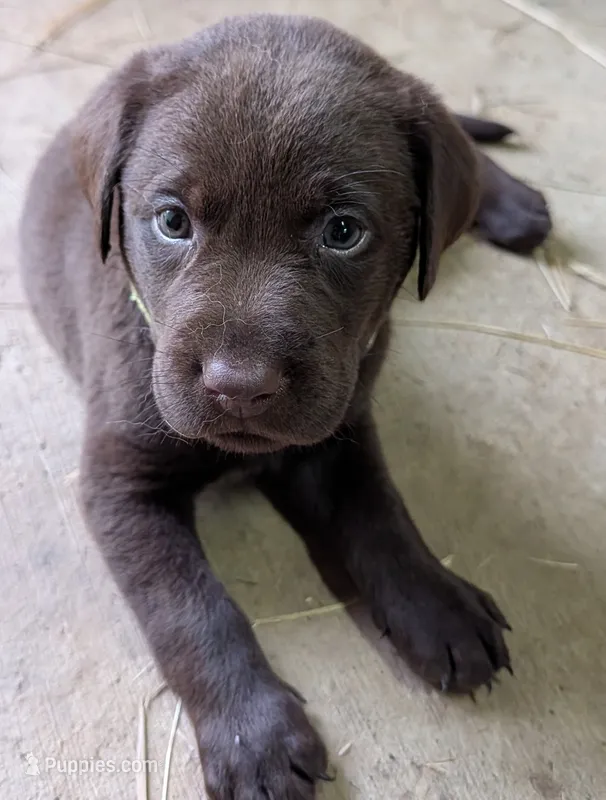 Lime green collar – Labrador Retriever puppy for sale in Pearisburg, VA