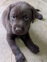 Yellow collar, a male Labrador Retriever for sale in Pearisburg, VA – 1 of 2