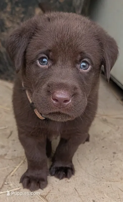 Brown collar – Labrador Retriever puppy for sale in Pearisburg, VA