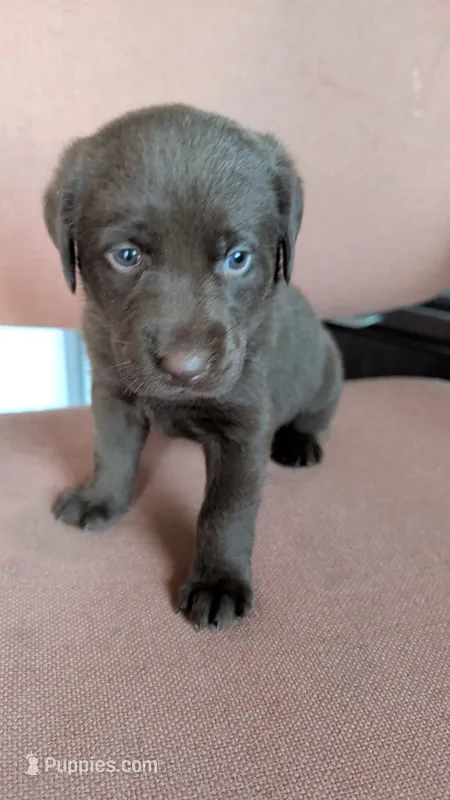 Dark blue collar – Labrador Retriever puppy for sale in Pearisburg, VA