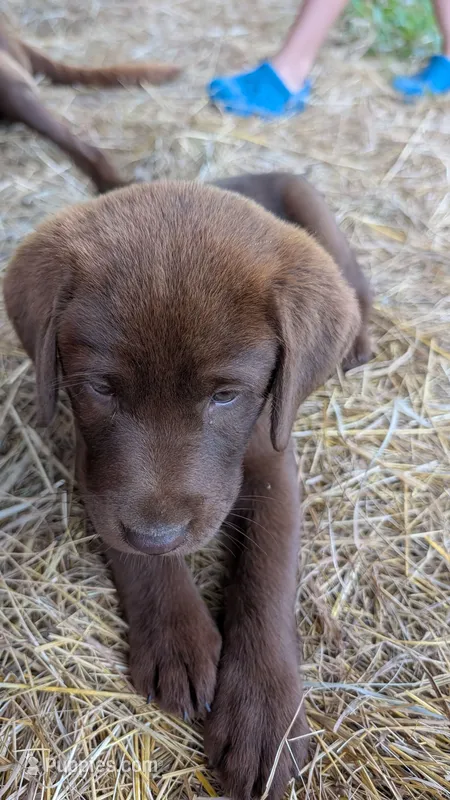 Purple collar – Labrador Retriever puppy for sale in Pearisburg, VA
