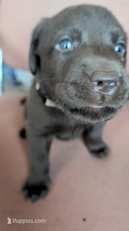 Brown collar – Labrador Retriever puppy for sale in Pearisburg, VA