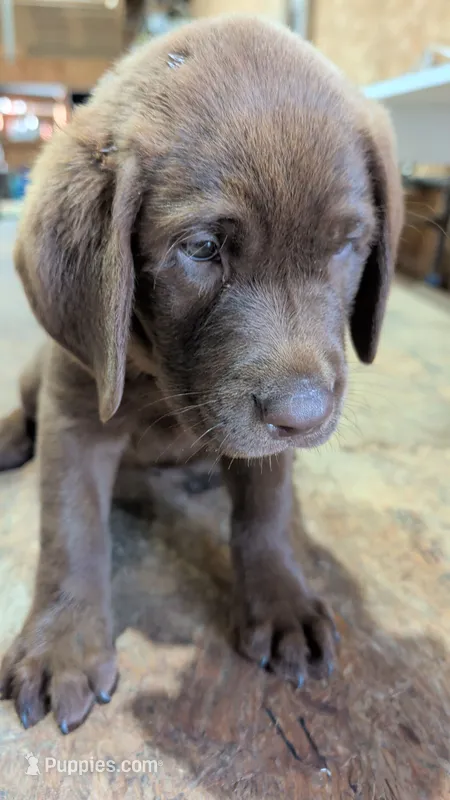 Green collar – Labrador Retriever puppy for sale in Pearisburg, VA