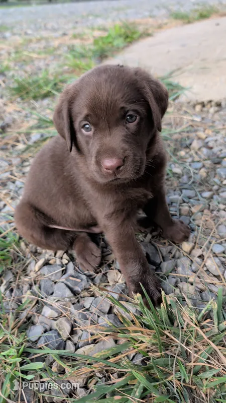 Green collar – Labrador Retriever puppy for sale in Pearisburg, VA