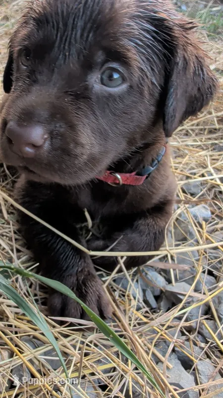 Red collar – Labrador Retriever puppy for sale in Pearisburg, VA